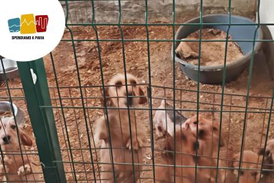Protesta a Giussago contro un allevamento irregolare: animalisti chiedono interventi immediati