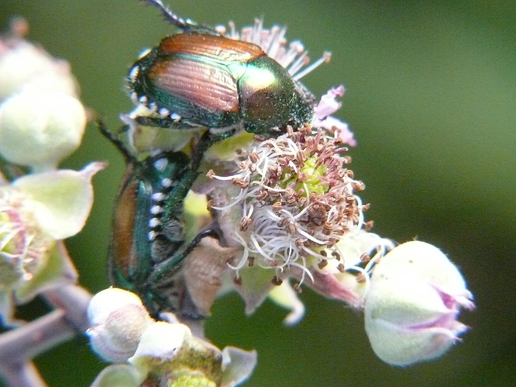 1024px-Popillia_japonica_eating_on_Rubus_flowers.jpeg