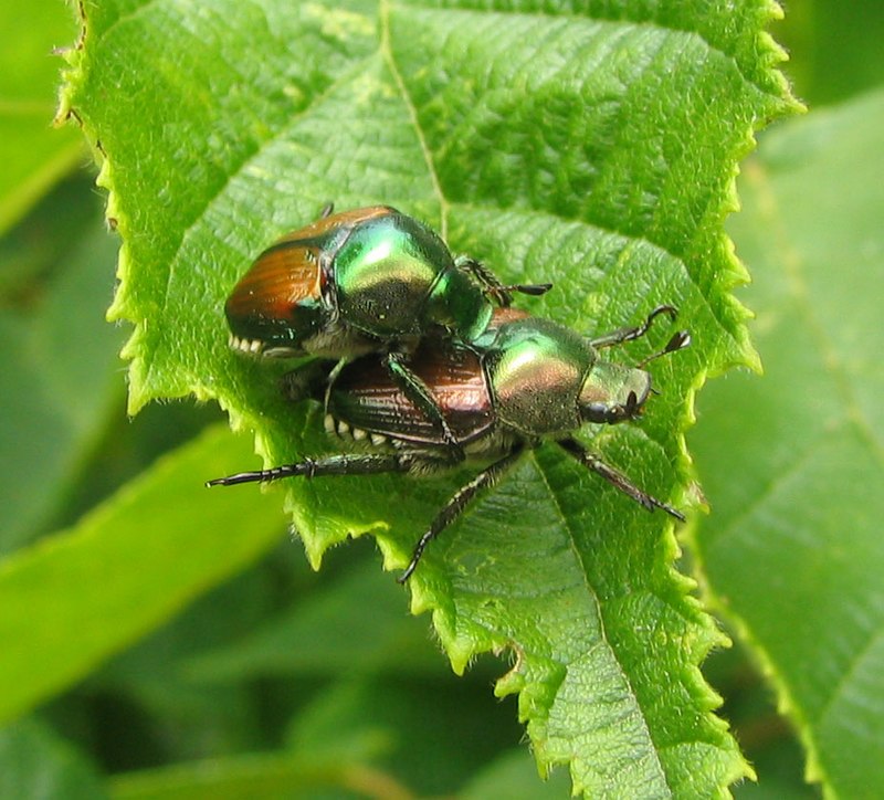 800px-Popillia_japonica_-_japanese_beetle_-_desc-mating_pair_on_filbert_tree_leaf.jpeg