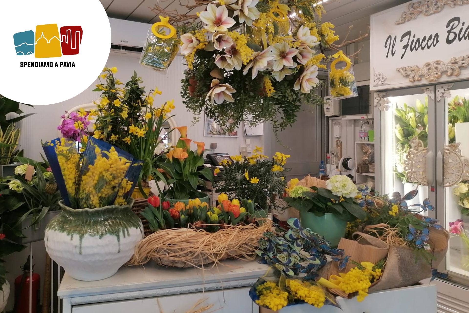Banner_fiocco_bianco_mimosa.jpg