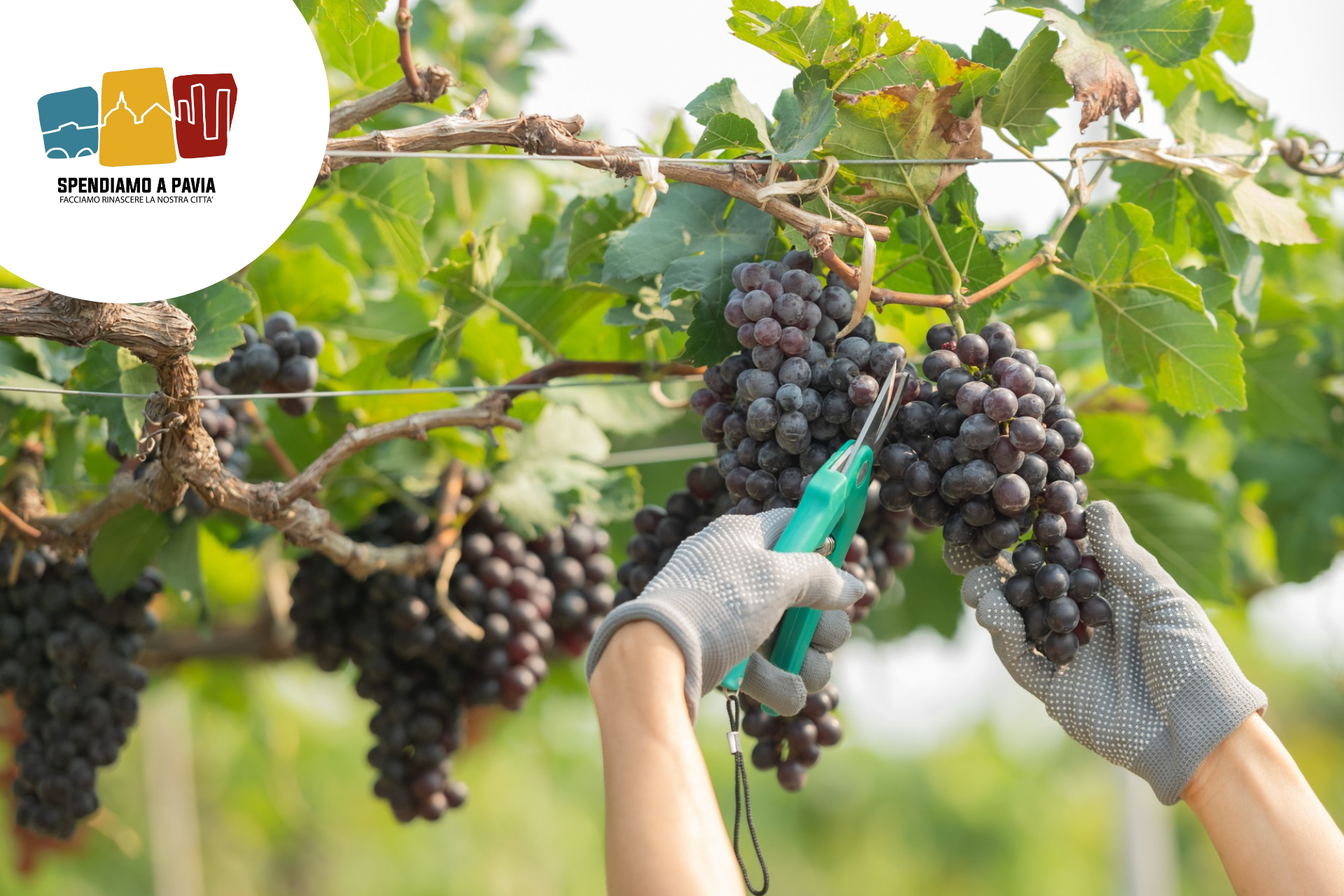 Banner_vendemmia.png