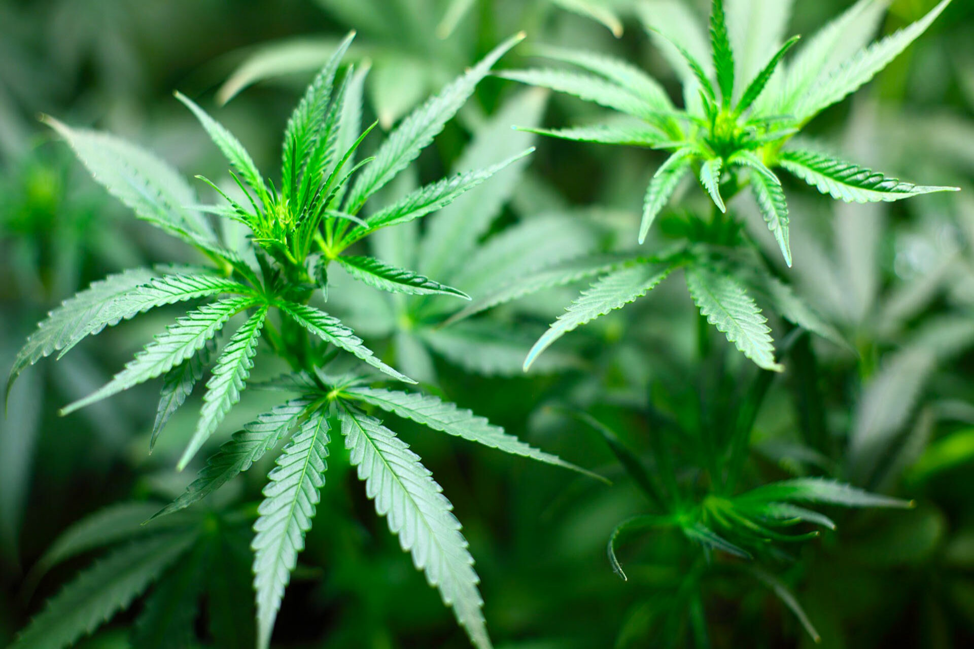 Cannabis Legale: La Fuga delle Aziende Italiane verso l'Estero tra Burocrazia e Normative Restrittive