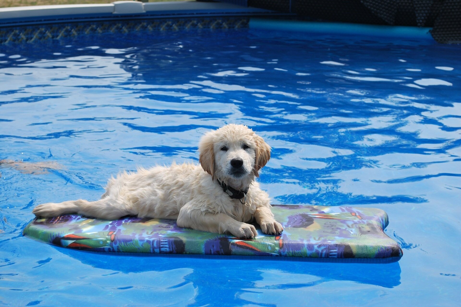 A Garlasco nasce la prima piscina per cani in provincia: un'oasi di freschezza per i nostri amici a quattro zampe