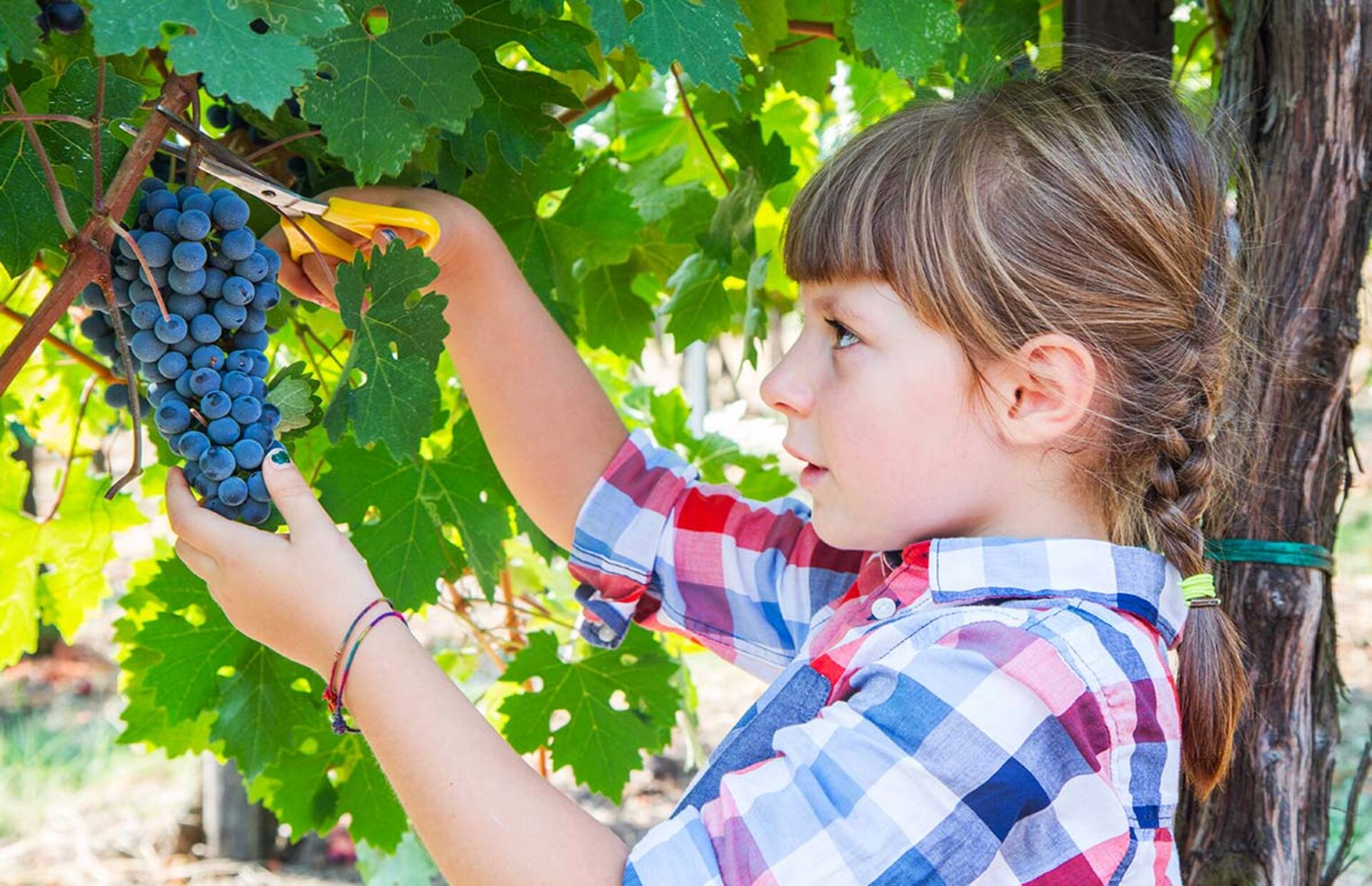 Vendemmia: Il Rituale Antico che Celebra la Terra e Unisce Generazioni