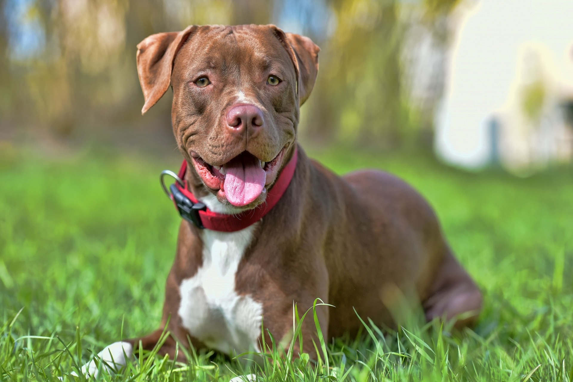 Aggressione in casa a Pavia: un pitbull azzanna il suo proprietario, grave in ospedale