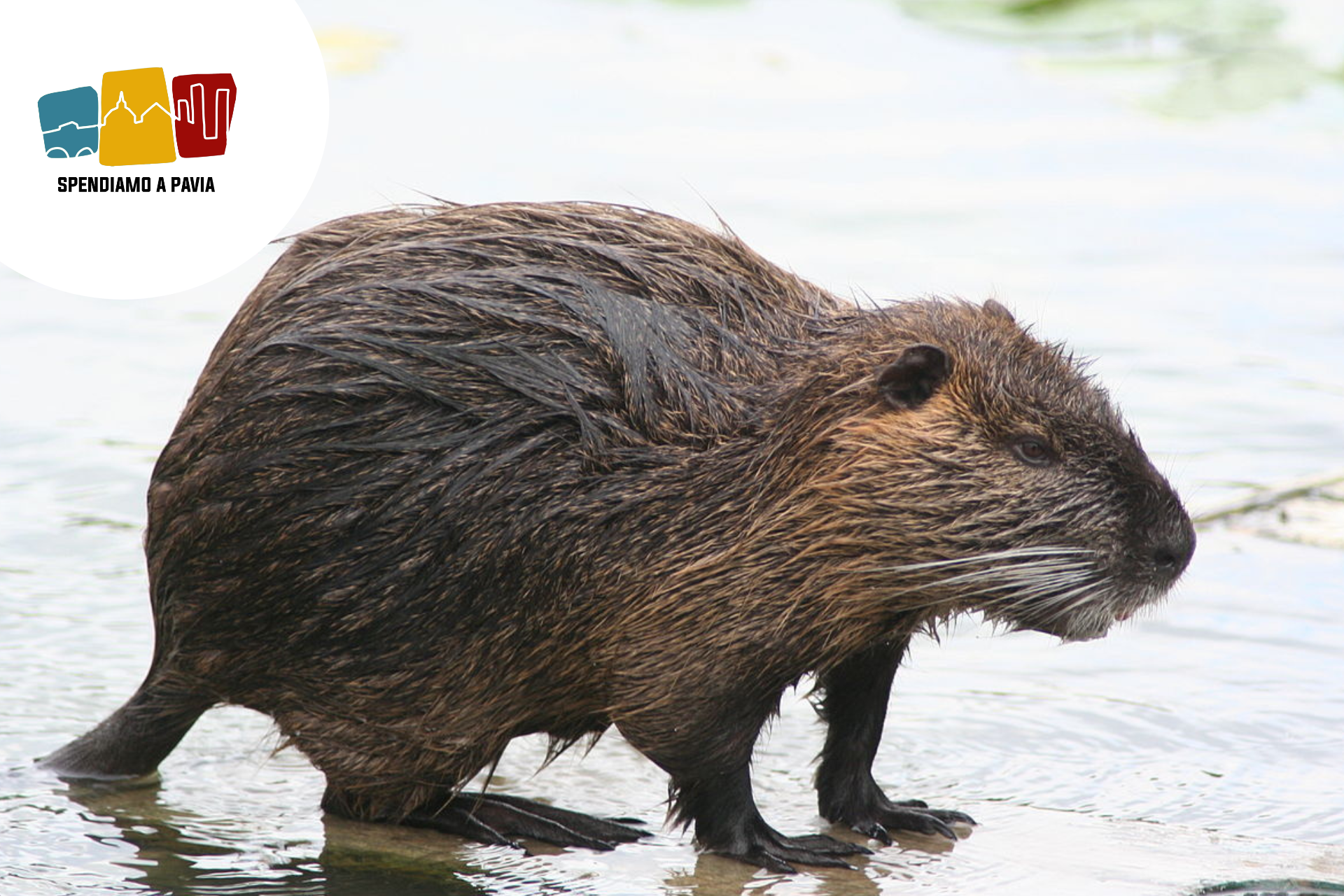 Pavia e Lombardia intensificano la lotta alla nutria: nuovi fondi e norme più severe per la sicurezza del territorio