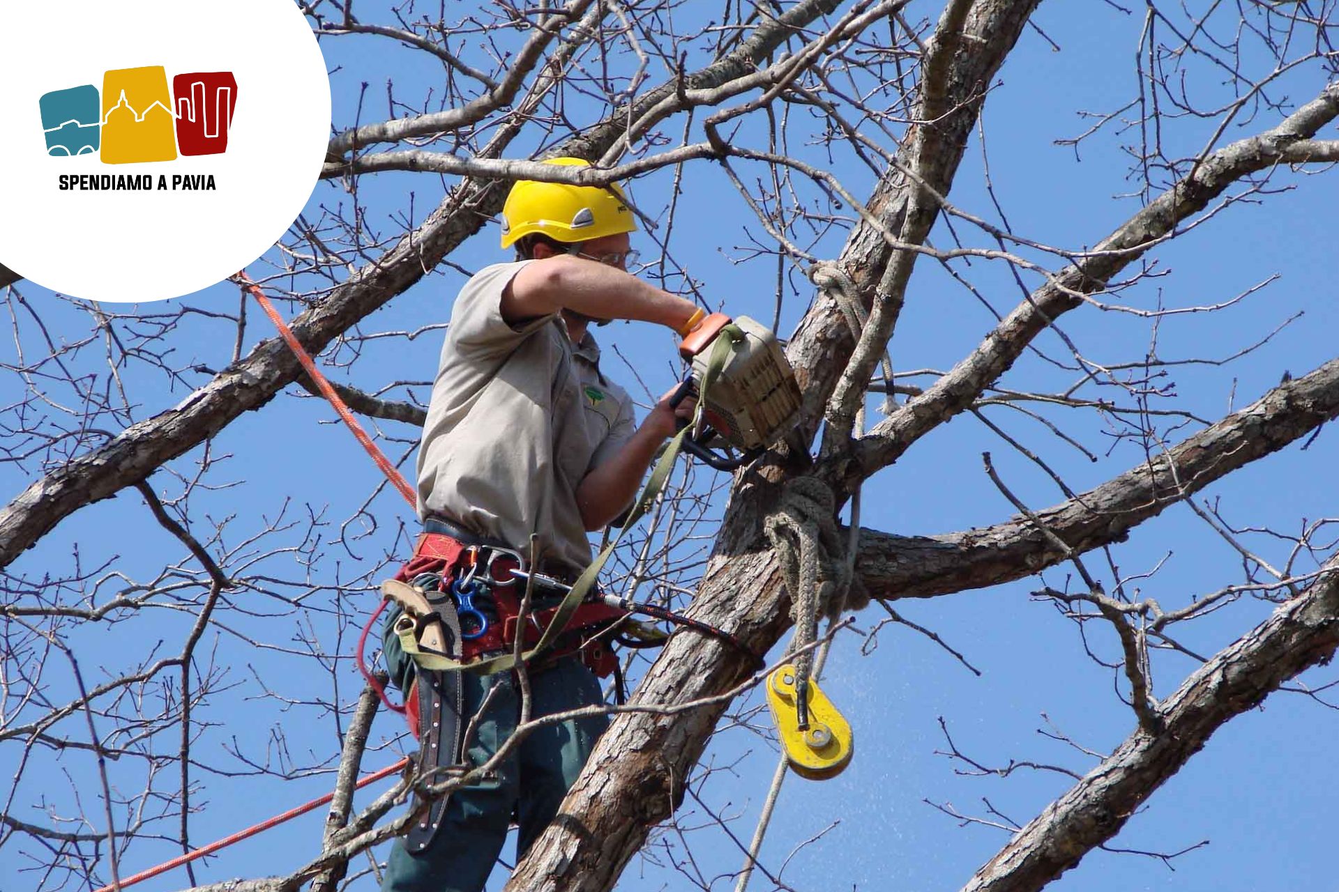Viale Gorizia chiude al traffico per la cura degli alberi: al via un nuovo piano verde per Pavia