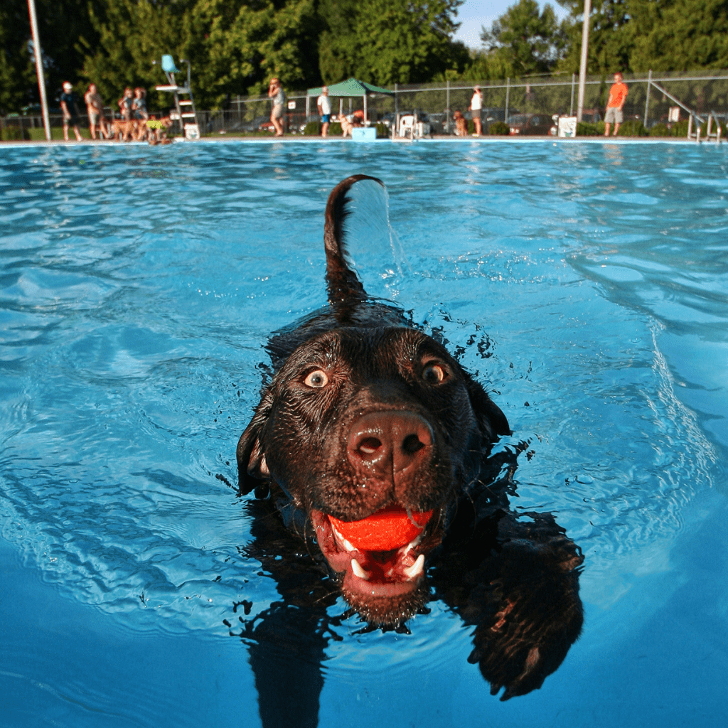 Piscina-per-cani-pagina-min.png