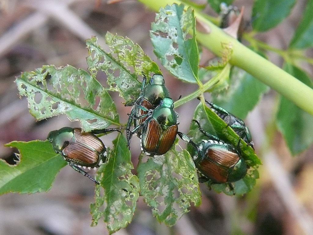 Popillia_japonica_on_Rubus_leaves.jpeg