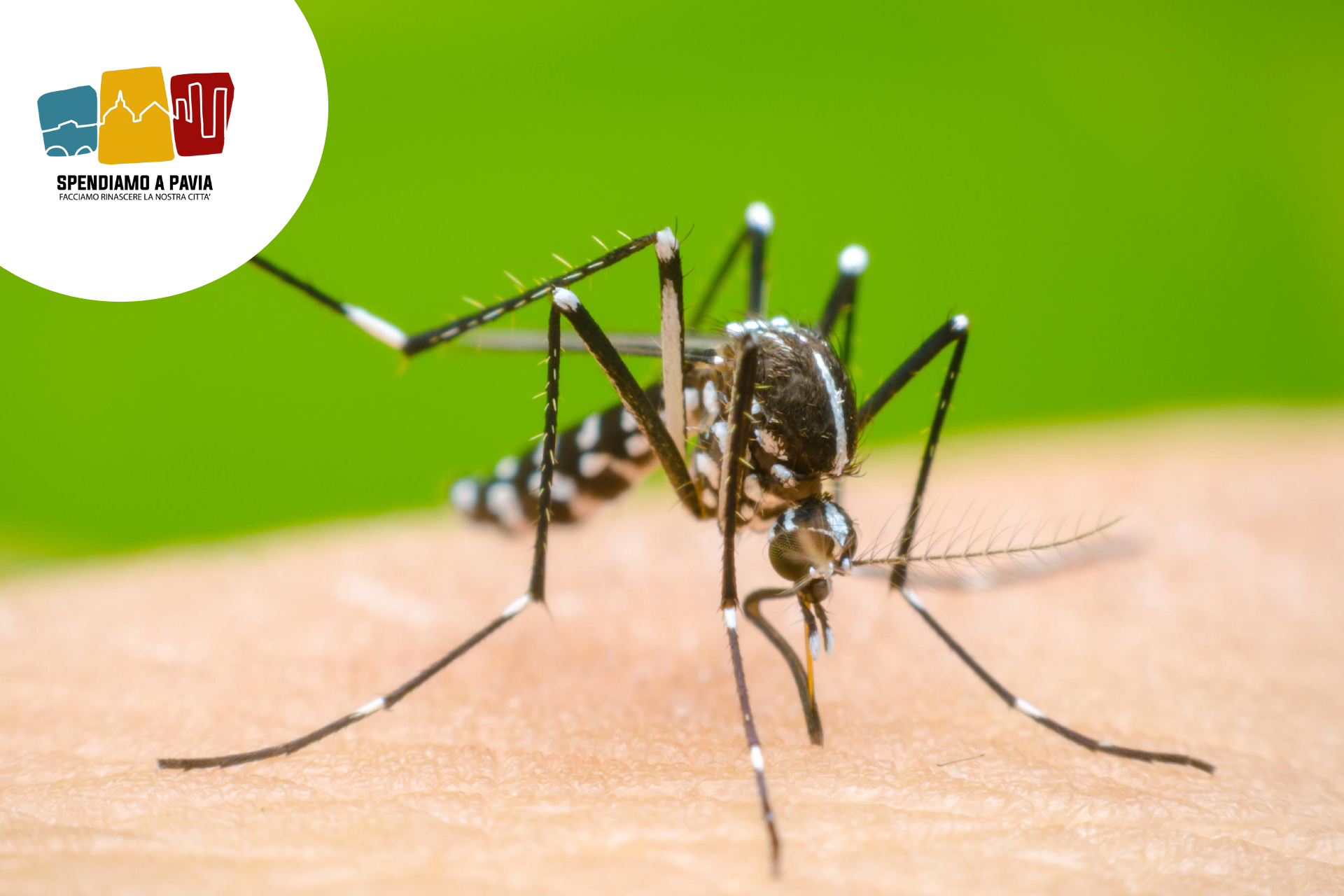dengue.png