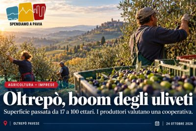 Oltrepò Pavese, gli uliveti crescono da 17 a 100 ettari: i produttori pensano a una cooperativa