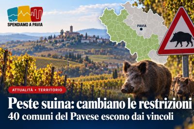 Peste suina africana, cambiano le restrizioni nel Pavese: 40 comuni escono dai vincoli