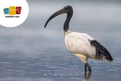 Ibis sacro, via libera alla caccia in Lombardia: a Pavia prelievi dal 15 novembre