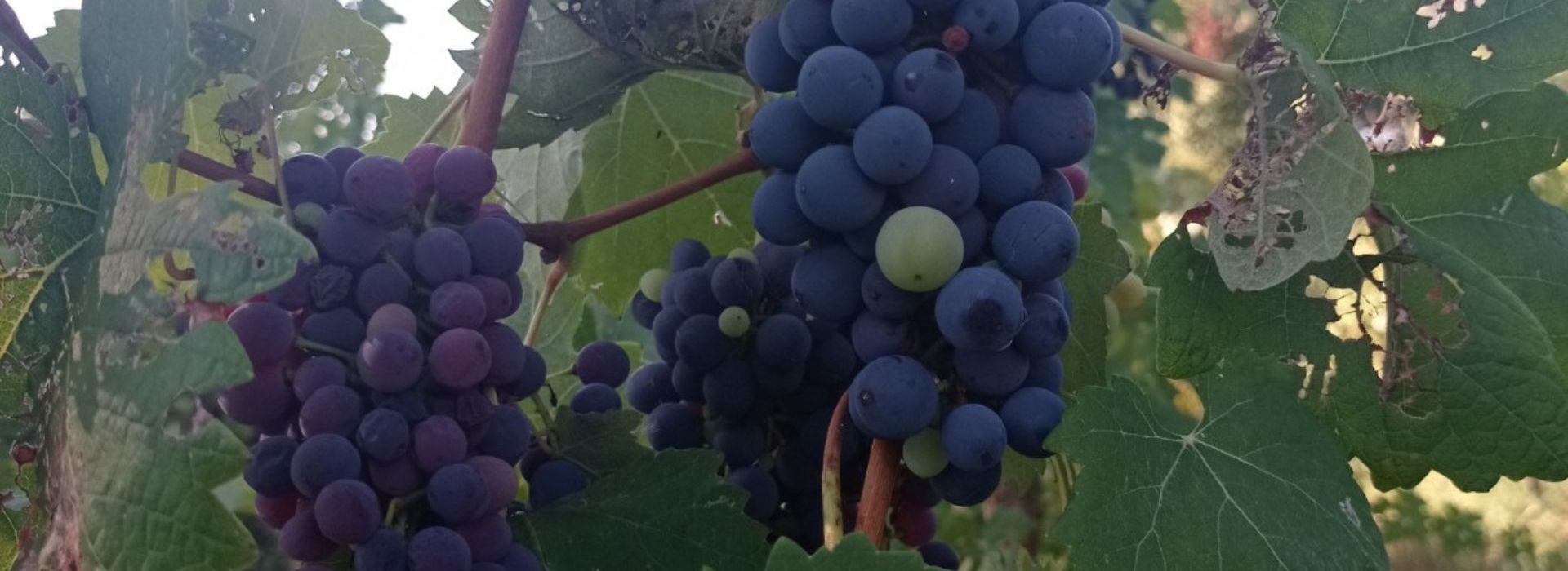 L’uva dell’Oltrepò Pavese Spendiamo a pavia