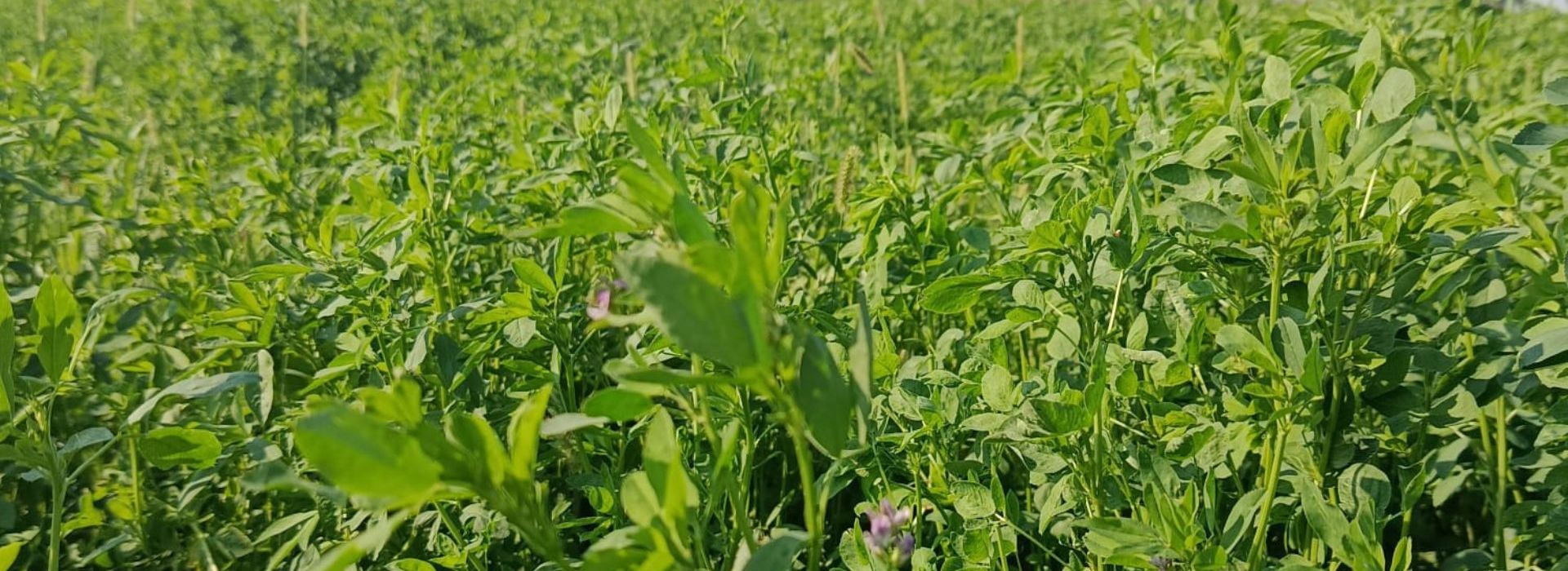 L’erba medica nella provincia di Pavia Spendiamo a pavia