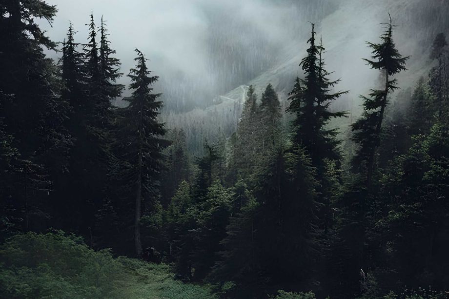 La foresta di piazza del municipio