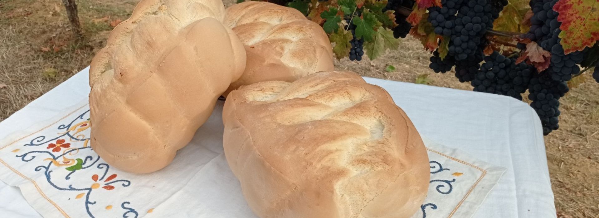 Miccone dell’Oltrepò Pavese Spendiamo a pavia