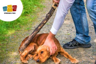 Violenza a Pavia: uomo accoltella il cane durante un presunto delirio