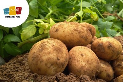 53ª Sagra della Patata a Brallo di Pregola: gusto, tradizione e musica