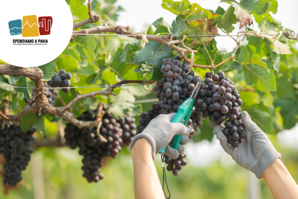 Oltrepò Pavese, al via la vendemmia: si parte lunedì 4 agosto da Oliva Gessi