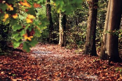 Una traccia della vegetazione tardi glaciale: il bosco Negri - Spendiamo a Pavia