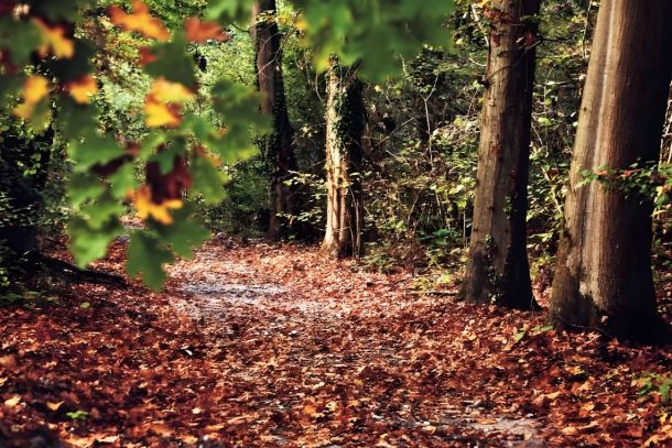 Una traccia della vegetazione tardi glaciale: il bosco Negri - Spendiamo a Pavia