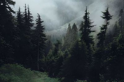 La foresta di piazza del municipio - Spendiamo a Pavia